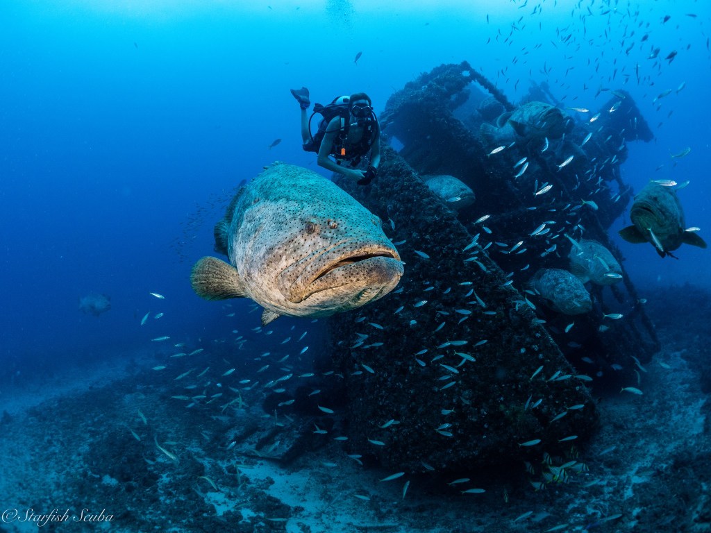 Dive Into the Giant Gathering: Goliath Grouper Season in Boynton&nbsp;Beach
